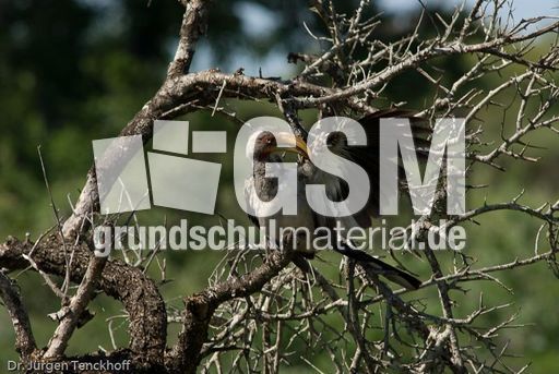 Gelbschnabeltoko (2 von 5).jpg